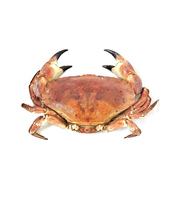 vg-sf-frshs-3.jpg Cornish Crab (Whole) - immagine 1